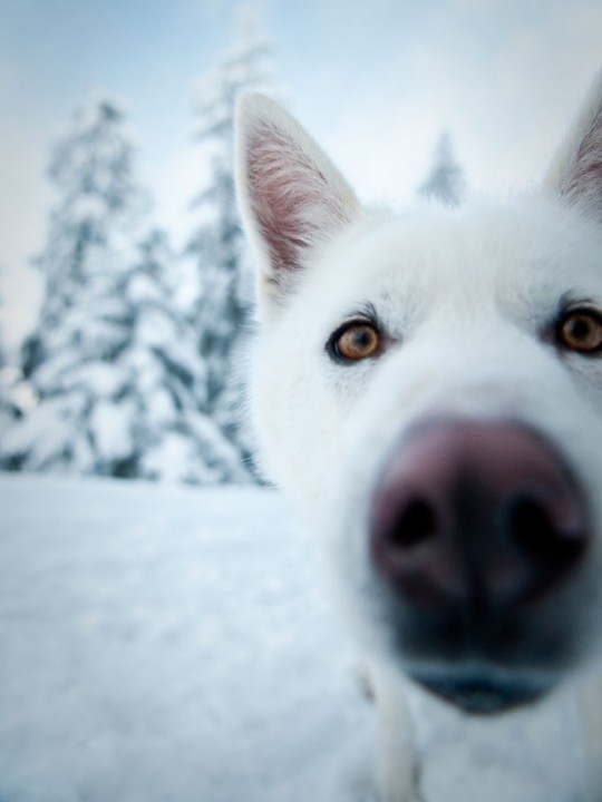 Chien de traineau Suisse