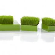 Gazon en pot design Racine Carré