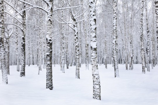 Papier-peint adhésif photo d'une forêt enneigée