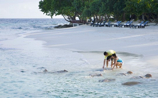 Hotel Vivanta by Taj Coral Reef aux Maldives - plage de sable blanc