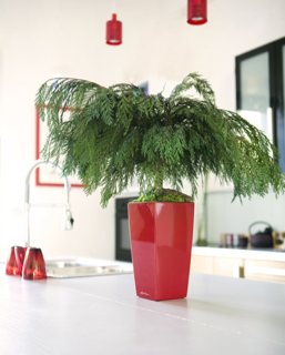 bonsai préservé sans entretien - ElementVegetal