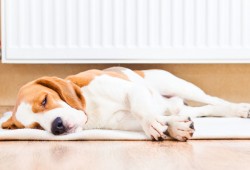 A chaque pièce son radiateur A chaque pièce son radiateur