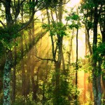 Photo en forêt avec le soleil qui filtre entre les arbres