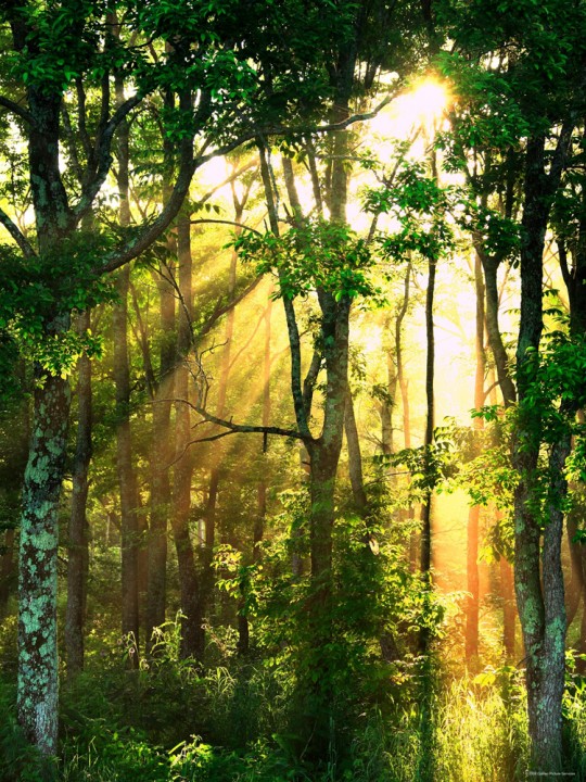 Photo en forêt avec le soleil qui filtre entre les arbres