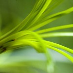 Photo macro d'une fleur verte