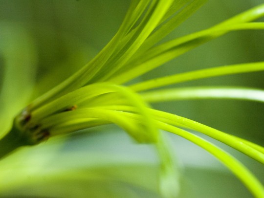 Photo macro d'une fleur verte